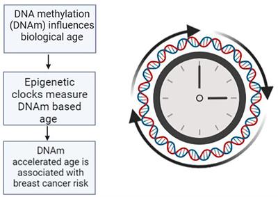 Frontiers DNA Methylation Accelerated Age As Captured By Epigenetic   1150731 Thumb 400 